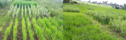 Figure 4. Field management of wheat–faba bean intercropping in Dire and Legedadi site.