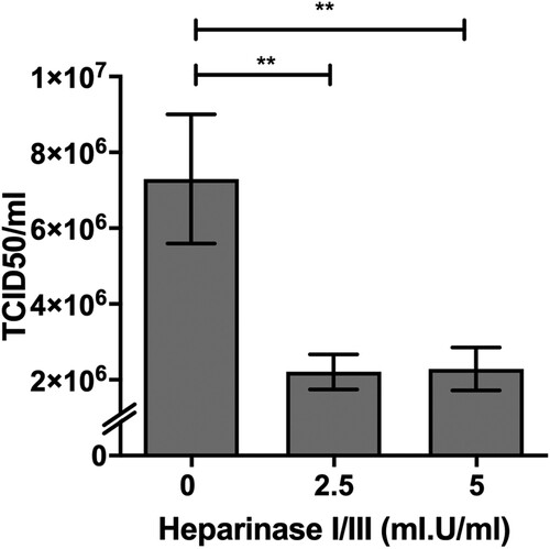Figure 2. Impact of heparinases I and III treatment on PRV infection of HeLa cells. HeLa cells were pre-treated with heparinase I and III blend (Sigma) for 1 h prior PRV3M infection. Total virus yields were determined at 48 hpi by end-point dilution. Experiments were repeated for at least two biological replicates. Asterisks indicate statistically significant differences (*P < 0.05; **P < 0.01; ***P < 0.001). Error represent means ± standard error.