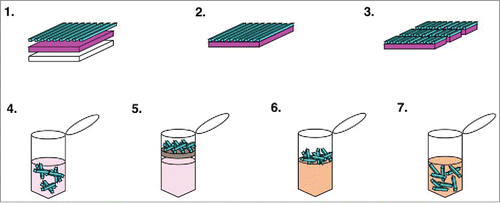 Figure 1. Schematic of isolation and dispersion of electrospun fibers within a hydrogel matrix. (1) Aligned electrospun fibers were collected on a thin film of polyvinylalcohol (PVA), which was evaporation cast onto a 15 mm square glass slide. (2) The thin film with fibers attached was removed from the glass substrate. (3) The thin film with fibers attached was cut into short segments (1 mm) perpendicular to fiber alignment. (4) Strips of thin film and fiber were placed into a microcentrifuge tube containing ddH2O to selectively dissolve the PVA. (5) The solution was transferred to a 0.45 μm microcentrifuge filter to separate the fibers segments from the PVA solution. (6) The fiber segments were transferred to a microcentrifuge tube containing hydrogel. (7) The fibers were dispersed within the hydrogel by repeatedly passing the mixture through a syringe.