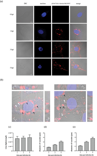 Figure 2. The time course of RGNNV-induced cytoplasmic vacuoles (a) imaging of RGNNV and vacuoles at different hpi. GS cells were incubated with AF647-B11-labelled RGNNV followed by fixation at 0, 1, 3, and 5 hpi for imaging. The nucleus was stained with Hoechst 33,342. (b) Three-dimensional (3D) images of vacuoles in RGNNV infected cells. GS cells were incubated with AF647-B11-labelled RGNNV and fixed at 5 hpi for imaging. Successive Z-stacks spaced by 200 nm were recorded to construct 3D images. The xz image plane was used for recording and was approximately 1 μm thick. small vacuoles (<3 μm) were indicated by the black arrows, and large vacuoles (>3 μm) were indicated by white arrowheads. Red fluorescence represented RGNNV. (c) Quantification analysis of internalized RGNNV levels; > 80 cells were randomly selected and analysed by MATLAB. (d-e) quantitative analysis of the diameters of all vacuoles/cell (d) and the biggest vacuoles/cell (e) during RGNNV infection. Vacuole diameters were analysed by image J. Scale bar = 5 μm.
