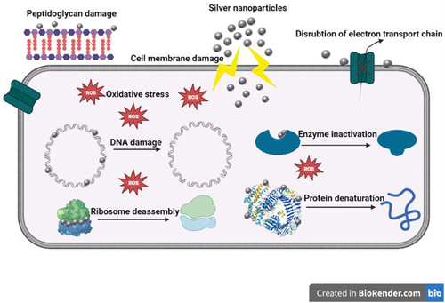 Figure 11 Proposed antibacterial mechanism of AgNPs against bacterial cells.