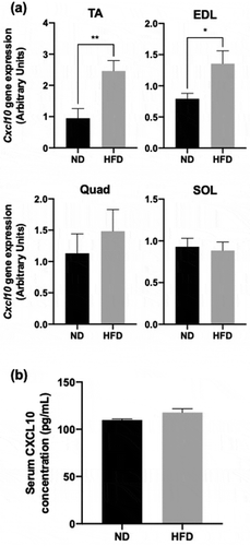 Figure 2. Effect of HFD on CXCL10 expression and secretion in mouse skeletal muscles