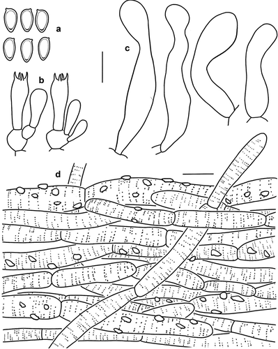 Figure 5. Microscopic features of Micropsalliota fimbriata (KUN-HKAS 60261). (a) Basidiospores. (b) Basidia. (c) Cheilocystidia. (d) Pileus squamules. Bars: a – c = 10 μm; d = 20 μm.
