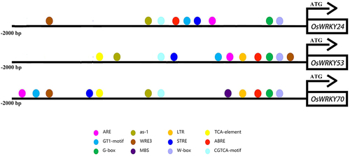 Figure 4. Analysis of promoter elements for OsWRKY24, OsWRKY53, and OsWRKY70.
