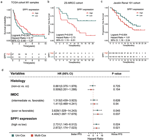 Figure 2. Prognostic value of SPP1 expression for IO-TKI therapy in metastatic RCC.