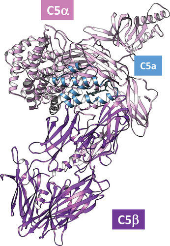 Figure 2. Structure of C5 with C5a residues highlighted in blue, in complex with a small molecule ligand (PDB:6I2X) [Citation36].