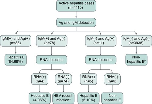 Figure 5. HEV RNA, HEV antigen, and anti-HEV IgM in the first serum samples collected from active hepatitis patients. # One hepatitis E patient showed HEV RNA positivity at presentation and anti-HEV IgM seroconversion and a ≥ 4-fold increase in anti-HEV IgG levels at follow-up. If HEV antigen and anti-HEV IgM were used as the first-line for the diagnosis of hepatitis E, this case would be considered non-hepatitis E at presentation. * Five hepatitis E cases presenting anti-HEV IgM and a ≥ 4-fold rise in anti-HEV IgG levels were identified to have a recent HEV infection at presentation and were confirmed as hepatitis E cases during follow-up. Ag: HEV antigen; IgM: anti-HEV IgM; RNA: HEV RNA.