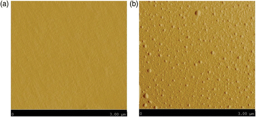Figure 7. (a) Atomic force microscopy pictures of native mica substrate and (b) after centrifugation of the sampling solution for the 7 h dynamic biaxial deformations/nTiO2 powder/nitrile rubber condition.