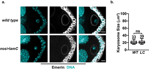 Figure 4. Karyosome formation is unaffected in nos>lamC ovaries. a. Left: Confocal image of wild type (top) or nos>lamC (bottom) S6 ECs stained with antibodies against emerin (white) and DAPI (cyan). Scale bars: 5 μm. b. Quantification of the size of the karyosome in S6 ECs. Each box represents the 25th to 75th percentile interval, the line represents the median and the whisker represents the 5th to 95th percentile interval and non-outlier range. Total number of S6 ECs analyzed is noted above each top whisker. Statistical analyzes were performed using the unpaired two-sample t-test. Asterisks indicate significance: ns= not significant.