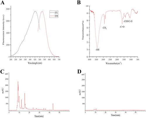 Figure 3. Optical characterization and HPLC analysis of ZR-CDs. (A) Fluorescence spectra: the maximum excitation and emission spectra. (B) Fourier transforms infra-red spectroscopy spectrum. High-performance liquid chromatography fingerprint of (C) Zingiberis hizome and (D) ZR-CDs, respectively.