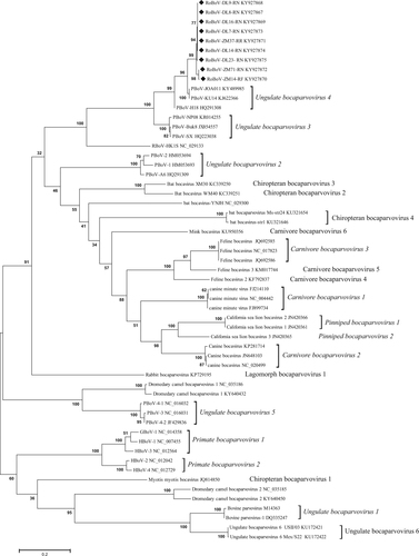 Fig. 2 Phylogenetic tree of NS1 amino acid sequences of RoBoV and other members belonging to the genus Bocaparvovirus.Maximum likelihood method was used to generate the tree under the best model (LG + G + I), which was selected based on the BIC scores (Supplementary Table S2). Scale bar indicates amino acid substitutions per site. Bootstrap values obtained in 100 replicates are indicated at the nodes. The sequences obtained in this study are marked with a black diamond. The tree is midpoint rooted. Isolate’s name DL8-RN denotes that the isolate’s host is Rattus norvegicus which was captured in Dalian. Likewise, the name ZM14-RF denotes this isolate’s host is Rattus flavipectus which was captured in Zhangmu. Csl bocavirus California sea lion bocavirus, GBoV gorilla bocavirus, HBoV human bocavirus, PBoV porcine bocavirus, RoBoV rodent bocavirus, RBoV rat bocavirus