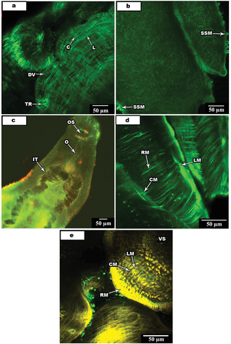 Figure 4. Confocal laser scanning micrographs of muscle activities in S. mansoni and S. haematobium.