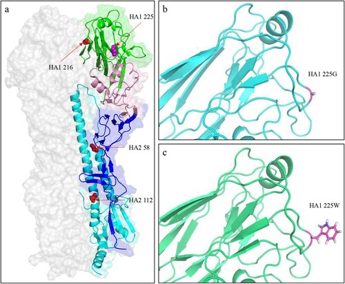 Figure 6. Three-dimensional (3D) structures and analysis of the HA protein of H5N6 viruses. (a) Positions affecting the pH of HA activation are displayed in the structure (PDB ID: 5HUF). The domains of the HA monomer are marked with different colours: receptor-binding domain (green), vestigial esterase subdomain (pink), and N- and C-terminal segments of HA1 (F′ fusion subdomain, blue), and HA2 (cyan). The positions of residues that affect the pH activation are shown as spheres. The 3D structures of HA of GD330 (b) and GD330-HA-G225W (c) were predicted by using I-TASSER algorithm, and the amino acid at position 225 was shown as stick in the structural illustration.