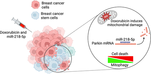 Figure 1. Co-administration of miR-218-5p improves the efficacy of the chemotherapeutic drug DXR in stem and non-stem breast cancer cells. DXR treatment induces production of ROS and the mitophagic pathway mediated by PINK1 and PARKIN in BC cells. miR-218-5p, by inhibiting this mitophagy through PARKIN depletion, favours cytotoxicity of DXR. Created with BioRender.com.