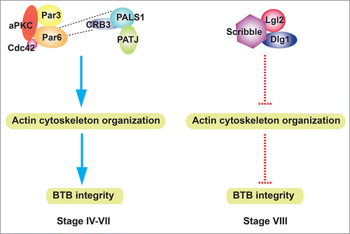Figure 2. A schematic model that illustrates the antagonistic effect of CRB/Par-based polarity complex vs. Scribble-based polarity complex at the BTB. Par- and CRB3-based polarity complexes are highly expressed at the BTB from stages IV-VII. These two complexes directly interact with each other, and they both stabilize actin network and promote BTB integrity. At stage VIII, Par- and CRB3-based complexes are diminished at the BTB, whereas Scribble-based complex is highly expressed. Scribble complex disrupts actin cytoskeleton organization, thereby disrupting BTB integrity. Blue arrow, stabilization/promotion; red dash line, inhibition/disruption.