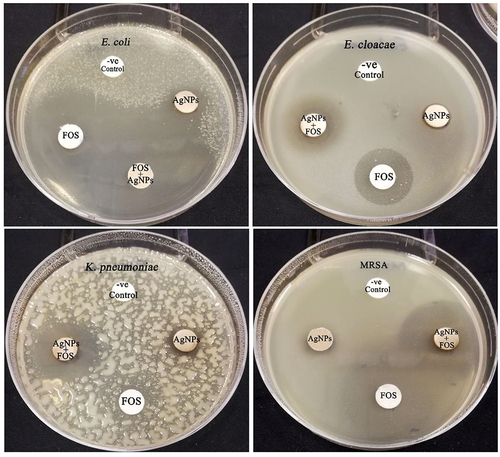 Figure 12 Antibiogram of the green synthesized AgNPs in combination with fosfomycin antibiotic against different bacterial pathogens.