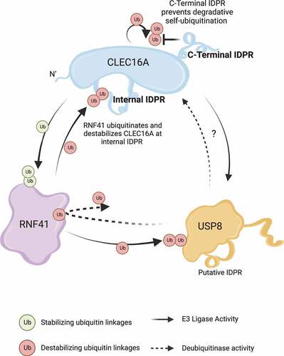 Figure 1. Schema of the contributions of IDRs in the control of CLEC16A-RNF41-USP8 complex assembly. Stability of the CLEC16A-RNF41-USP8 complex is essential for optimal mitophagy. The CLEC16A C-terminal IDR increases CLEC16A stability by preventing degradative self-ubiquitination. CLEC16A stabilizes RNF41 via non-degradative ubiquitination, while RNF41 ubiquitinates and destabilizes CLEC16A by modifying the CLEC16A internal IDR. USP8 and RNF41 also participate in reciprocal cross-regulation. Overexpression of CLEC16A increases USP8 expression, yet the underlying mechanisms of this and the potential importance of the putative USP8 IDR in mitophagy remain unknown.