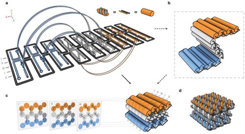 Figure 2. Design of the three-dimensional DNA origami: (a) Scaffold strands are depicted in grey, and staple strands are depicted in orange, white, and blue. Double helices run parallel to the Z-axis to form unrolled 2D target schema. Staple crossovers bridge layers together (semi-circular arcs), (b) cylindrical model of the intermediate, (c) 3D cylinder model of folded target shape; honeycomb arrangement is shown in cross sections (with i-iii indications). These helices are parallel to the x/y plane, (d) Atomistic model of (c). Reproduced with permission.