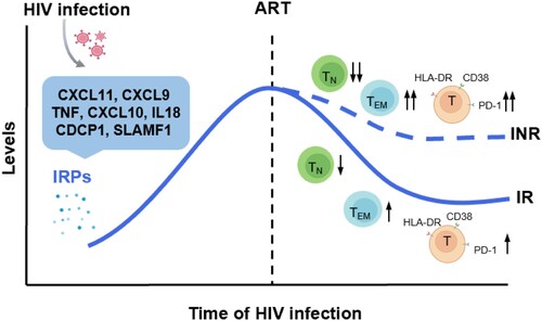Figure 7. Significantly altered inflammation-related proteins and their relationship with immune recovery in HIV-1 infected individuals. HIV-1 infection leads to the upregulation of a cluster inflammation-related proteins (IRPs) (cluster 7), including CXCL11, CXCL9, TNF, CXCL10, IL18, CDCP1, and SLAMF1. These IRPs remained abnormal despite antiretroviral therapy (ART), particularly in immunological non-responders (INRs). Importantly, these IRPs in cluster 7 were closely associated with T cell differentiation, activation, and exhaustion.