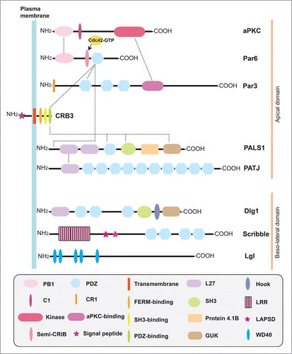 Figure 1. A schematic drawing that illustrates some common functional domains in component proteins of the Par-, CRB- and Scribble-based polarity protein complexes. Based on studies in the testis, the Par-based polarity protein complex is constituted by Par6, Par3, aPKC and Cdc42-GTP, whereas the CRB3-based polarity complex is composed of CRB3, PALS1 and PATJ. Furthermore, there are extensive interactions between Par- and CRB3-based protein complexes via the corresponding protein domains. The Scribble-based polarity complex consists of Scribble, Lgl2 and Dlg1. Abbreviations used: Par, partitioning defective; aPKC, atypical protein kinase C; PB1 domain, Phox and Bem1 domain; C1 domain, protein kinase C conserved region 1; Kinase, kinase domain; Semi-CRIB, semi-Cdc42/Rac interactive binding motif; PDZ domain, PSD-95/Discs large/ZO-1 (PDZ) domain; CR1, conserved region 1. CRB, Crumbs; PALS1, protein associated with Lin-7 1; PATJ, PALS1 associated tight junction protein; FERM-binding domain, protein 4.1/ezrin/radixin/moesin-binding domain; L27 domain, Lin2 and Lin7 binding domain; SH3 domain, Src homology domain 3 domain; GUK domain, Guanylate kinase domain; Dlg, Discs large; Lgl, Lethal giant larvae; LRR repeats, leucine-rich repeats; LAPSD, LRR and PDZ specific domain. WD40, tryptophan-aspartic acid (WD) 40 repeats.