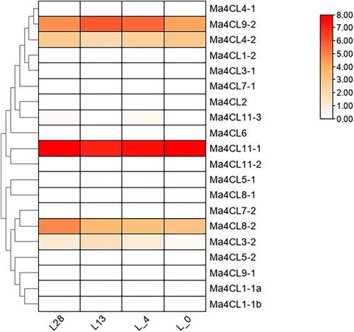 Figure 5. Analysis of specific expression of banana 4CL family under different low temperature treatments. Darker colors indicate higher expressions, while lighter colors indicate lower expressions. “L” represnt the low temperature. L0, L4, L13, L28: treated at 0°C, 4°C, 13°C, 28°C, respectively