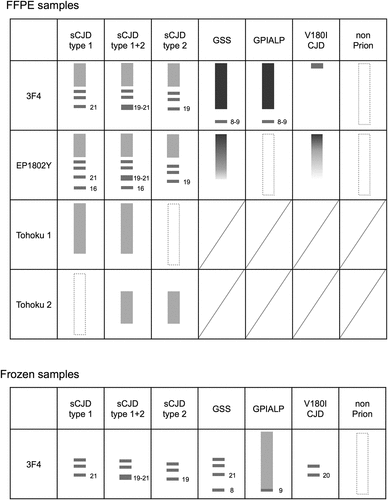 Figure 7. Representative band patterns of western blotting (WB) of formalin-fixed paraffin-embedded (FFPE) samples using multiple antibodies specific for different epitopes. Band patterns for the conventional method using frozen samples are displayed at the bottom of the table.