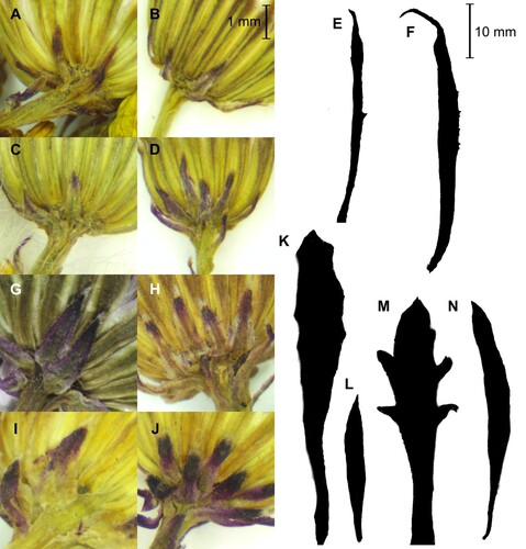 Figure 3. Comparison of calycular bracts and leaves of Senecio madagascariensis (A-F) and S. skirrhodon (G-N) in New Zealand. Calyculus images are all to same scale, as are leaf silhouettes. A, J.J. Dymock s.n. (CANB 953777), B, J.J. Dymock s.n. (CANB 953779), C, J.J. Dymock s.n. (CANB 9537780), D, J.J. Dymock s.n. (CANB 9537783), E, J.J. Dymock s.n. (CANB 953779), F, J.J. Dymock s.n. (CANB 953783), G, W. Symes s.n. (CHR 649039A), H, M. Gray 7108 (CANB 508525), I, J.J. Dymock s.n. (CANB 953781), J, J.J. Dymock s.n. (CANB 953782), K, W. Symes s.n. (CHR 645039B), L, J.J. Dymock s.n. (CANB 953782), M, W. Symes s.n. (CHR 645039A), N, J.J. Dymock s.n. (CANB 953781).