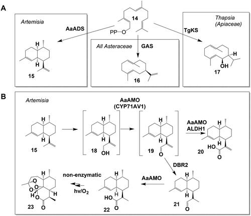 Figure 3. Sesquiterpene synthase reactions and artemisinin biosynthesis. (A) Sesquiterpene synthase reactions involved in STL biosynthesis pathways leading from farnesyl pyrophosphate (FPP, (14)), to amorphadiene (15), germacrene A (16) and kunzeaol (17). (B) Artemisinin biosynthesis from amorphadiene (15) via artemisinic aldehyde (19) to artemisinin (23) with the side product artemisinic acid (20).