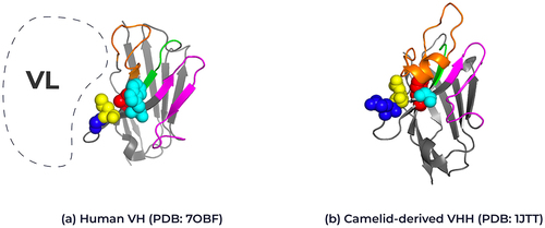 Figure 2. Structural representation of framework 2 residues in human VH and camelid VHHs. Ribbon representation of the crystal structure of (A) human VH (PDB: 7OBF) and (B) camelid-derived VHH (PDB: 1JTT) highlighting the framework 2 positions for each domain. Position 37: Human Valine, Camelid Phenylalanine (red), Position 44: Human Glycine, Camelid Glutamic acid (blue), position 45: Human Leucine, Camelid Arginine (yellow) and position 47: Human Tryptophan, Camelid Glycine (cyan); Kabat numbering. The interaction position of the human variable light chain with the human variable heavy chain is represented by the dotted line. The complementary-determining loops, CDR1 in green, CDR2 in magenta and CDR3 in orange. Framework regions are shown in gray. 3D structure created using Pymol.