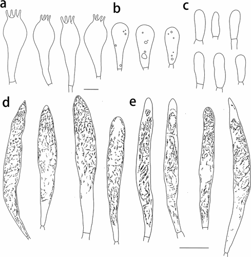 Figure 9. Russula shigatseensis (HMAS287389, holotype), hymenium. (a) Basidia. (b) Basidiola. (c) Marginal cells on the lamella edges. (d) Hymenial cystidia near the lamella sides. (e) Hymenial cystidia on the lamella edges. Cystidia with contents as observed in Congo Red. Scale bar = 10 μm.