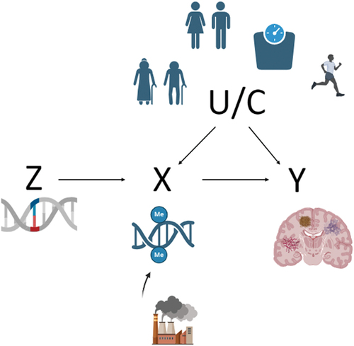 Figure 1. Directed acyclic graph to explain how causative investigation through Mendelian randomization could be used in urban environment-neurodegenerative research.