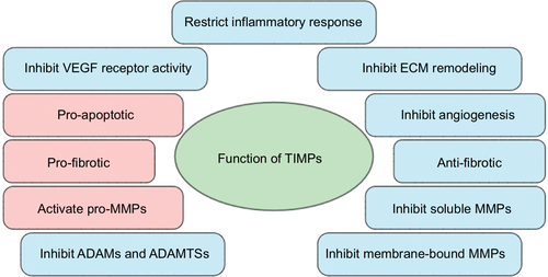 Figure 1 Common functions of tissue inhibitors of metalloproteinases (TIMPs) in microvascular endothelial cell (MVEC) barrier function.
