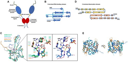 Figure 1. The structure of SARS-CoV-2 N-protein. (A). Model of SARS-CoV-2 N-protein dimer. (B). Topology diagram for SARS-CoV-2 N-protein N-terminal RNA-binding domain. (C). Superimposed structures in ribbon representation of N-protein N-terminal RNA-binding domain from SARS-CoV-2 (green), SARS-CoV (cyan), HCoV-OC43 (pink), MERS-CoV (orange), and HCoV-NL63 (blue) [Citation6]. The loops that show significant differences are highlighted by dotted circles. The AMP ligand in the HCoV-OC43 N-protein N-terminal RNA-binding domain-AMP complex is shown as a stick structure. D. Topology diagram for SARS-CoV-2 N-protein C-terminal dimerization domain. E. Superimposed structures in ribbon representation of N-protein C-terminal dimerization domain from SARS-CoV-2 (pink), SARS-CoV (cyan), MERS-CoV (orange) and HCoV-NL63 (blue). Figure adapted from [Citation6].