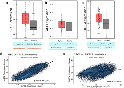 Figure 1. Expression of GPC-1 and PI3K/Akt is upregulated in esophageal adenocarcinoma.(a-c) GPC-1, Akt, and PI3K expression in tumor (n = 230) and paratumor tissue (n = 135) samples in TCGA project through the utilization of Student’s t-test. The tumor tissues are marked with red color and paratumor tissues are denoted by gray color. (d-e) Pearson’s correlation of GPC-1 expression with Akt and PI3K in TCGA project.