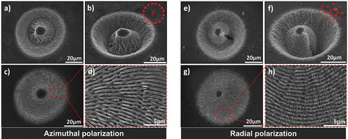Figure 17. SEM images of the structures formed on Ni surfaces upon irradiation with azimuthal (left) and radial (right) polarized vector vortex beams. Adapted with permission from Ref.  [Citation154].