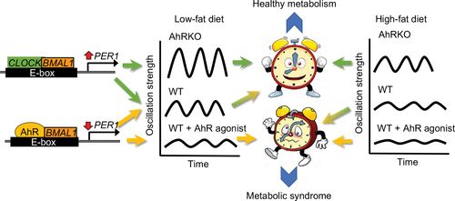 Figure 3 A healthy circadian clock maintains synchronization of central and peripheral rhythms with the external environment resulting in metabolic homeostasis. AhR can compete with CLOCK to form heterodimers with the clock gene, BMAL1. Although CLOCK/BMAL1 act as activators on the E-box of the PER promoter, AhR/BMAL1 suppresses activity at the E-box. Thus, removal of AhR enhances CLOCK/BMAL1 activity and increases the amplitude of circadian oscillations. When AhR is present, rhythm amplitude is slightly dampened by endogenous activation of AhR. In the presence of AhR agonists, AhR/BMAL1 activity dominates at the E-box, thereby further dampening the rhythm. HFD can also dampen rhythms, which are strongly associated with metabolic dysfunction. Thus, activation of AhR and HFD interacts to compound the detrimental effects on metabolism. AhR depletion protects against the detrimental effects of HFD by promoting rhythm amplitude and maintaining a healthy clock.