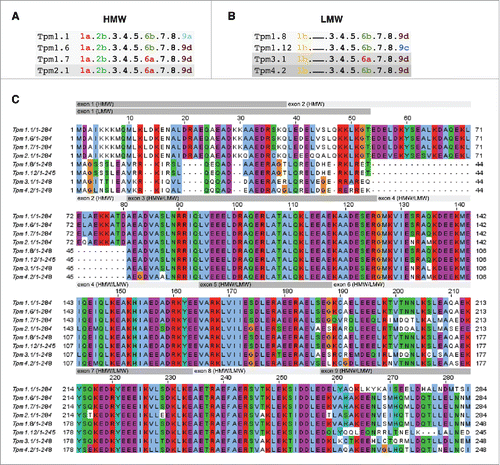 Figure 1. Exon usage and sequence alignment of selected Tpm isoforms. (A, B) Exon usage of the (A) HMW and (B) LMW Tpm isoforms used in this study (adapted from Geeves et al., 2015). Shades of gray denote the different TPM genes. (C) Amino acid sequence comparison of Tpm isoforms. The amino acid sequences were aligned using ClustalX2. Exons are indicated above the sequence in the gray bars. The background color groups residues according to their physicochemical properties: orange = G; blue = hydrophobic (A, V, F, M, I, L) and C; blue-green = hydrophilic (Y, H); purple = acidic (D, E); red = basic (R, K); green = hydroxyl (S, T) and amide (N, Q).