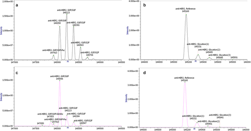 Figure 7. Intact mass measurement by mass spectrometry comparing glycosylated (a) and aglycosylated (b) anti-HER2 antibody generated using alternative splicing and glycosylated (c) and aglycosylated (d) anti-HER2 antibody generated in traditional fed-batch. The measured molecular masses matched the expected ones for the anti-HER2 antibody, with its major N-glycosylations (G0F/G1F for anti-HER2 antibody generated in traditional fed-batch and G0F/G0F for the anti-HER2 antibody generated using alternative splicing) and major post-translational modifications (C-terminal lysine clipped, Glycation), within an accepted error of ±5 Da (±50 ppm).