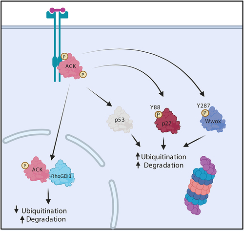 Figure 2. ACK regulates the stability of diverse proteins. Schematic representation of ACK’s involvement in protein homoeostasis. ACK binds p53, p27, Wwox and RhoGDI and phosphorylates all except RhoGDI-3, targeting the proteins for subsequent changes in ubiquitination and proteasomal degradation. Figure created in BioRender.