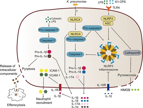 Figure 3. Pyrotosis triggered by K. pneumoniae infection. TLR4 receptor can recognize K. pneumoniae LPS and K1-CPS, and activate NLRP3 inflammasome and caspase-11. Inflammasome formation allows caspase-1 activation, resulting in mature IL-1β and IL-18 release by cleavage of pro-IL-1β and pro-IL-18, respectively. Subsequently, pore formation and release of intracellular soluble components, such as LDH and HMGB, is culminated by the induction of pyroptosis/pyronecrosis. IL-1β together with other mediators recruit new cells to the infection site, promoting efferocytosis of pyroptotic-infected cells and bacterial clearance. But this progress can be inhibited by IL-10. Simultaneously, K. pneumoniae can activate NLRC4 to promote caspase1 activation, and further increase the release of IL-1β and IL-18. NLRC4 is also associated with IL-17 releasing, which was independent with caspase1. The released IL-1β through the interaction with its receptor IL-1R promotes the secretion of ICAM-1 and VCAM-1, and further promotes neutrophil recruitment.