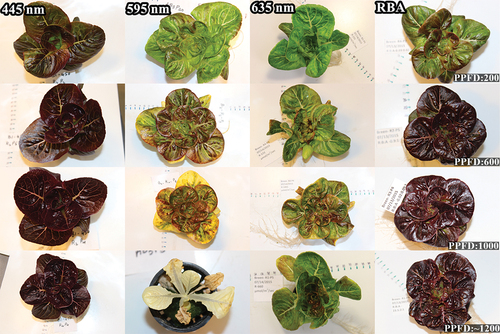 Figure 10. Representative images of lettuce plants grown under red (635 nm), blue (445 nm), amber (595 nm), and RBA light treatments with different PPFDs. Values in the lower right corner of each photograph represent the photosynthetic photon flux density (PPFD) in µmol·m−2·sec−1.