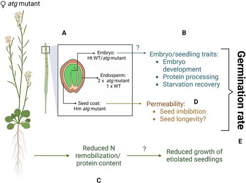 Figure 1. Autophagy plays a complex role in seed development, depending on the tissue in which it functions Seeds generated by a cross between an atg mutant plant and WT pollen exhibit distinct genotypes in different tissues (A). The phenotypic characteristics of atg mutant seeds are influenced by the genotype of the embryo in some aspects (B), while in others, they depend on nutrient supply from the mother plant (C) and the structure of the seed coat (D). The combined rates of radicle protrusion and seed permeability are assumed to determine the germination rate (E). Created with BioRender.com