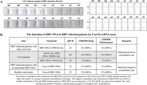 Figure 5. Figure 5. Cas13a-crRNA-Assisted HBV DNA Strip Assay in LLV Patients. Data are representative of at least three independent experiments. (NC: Negative Control, PC: Positive Control, HP: Healthy People, ND: No detection for HBV DNA in HBV-infected patients, <10: The content of HBV DNA in the sample was 10 IU/mL, 101: The content of HBV DNA in the sample was 101 IU/mL, 102: The content of HBV DNA in the sample was 102 IU/mL, 103: The content of HBV DNA in the sample was 103 IU/mL.). (A) LLV clinical samples (<10∼103 IU/mL) of HBV infection were assayed with a Cas13a-crRNA nucleic acid detection strip. The signal intensities of the T- and C-bands were generated using ImageJ software. (B) Analysis of positive/negative coincidence rate about Cas13a-crRNA assay for detection of HBV DNA in HBV-infected patients.