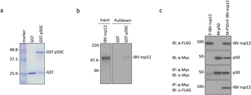 Figure 1. Interaction of IBV nsp12 with p50 in vitro and in cells overexpressing the two proteins. (a) Expression and purification of GST-p50C fusion protein. GST and GST-p50C fusion protein were expressed in E. coli and partially purified with glutathione-Sepharose 4B beads. The proteins were separated on an SDS-12% polyacrylamide gel and visualized by Coomassie brilliant blue staining. Numbers on the left indicate sizes in kilodalton. (b) Interaction of IBV nsp12 with p50C by GST pulldown assay. GST and GST-p50C were used to pull down the 35S-labeled in vitro translated nsp12. Precipitates and in vitro translated products were detected by autoradiography, and GST protein was used as a negative control. Numbers on the left indicate sizes in kilodalton. (c) Interaction of IBV nsp12 with p50 in cells overexpressing the two proteins. 293  T cells were transfected with Flag-tagged IBV nsp12 (F-IBV nsp12) and Myc-tagged p50 (M-p50) either alone or together. Cells were harvested at 24 h post-transfection, lysed with RIPA buffer, and subjected to immunoprecipitation with anti-Myc-coated beads. Total cell lysates (top two panels) and precipitates (bottom two panels) were immunoblotted using anti-Flag and anti-Myc antibodies, respectively. Numbers on the left indicate sizes in kilodalton.