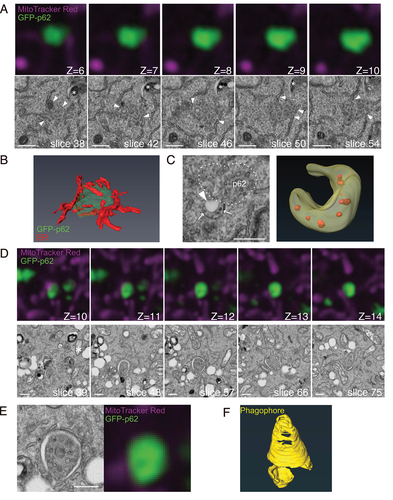 Figure 4. Volume CLEM analysis reveals that ER and phagophores partly surround GFP-p62 aggregates in atg9a KO cells. (A) Representative FIB/SEM slice images and corresponding FM images of atg9a KO cells. The slice numbers of SEM and the z-stack numbers of FM are shown. The optical slice thickness of FM z-stacks is 80 nm. ER are closely in contact with the GFP-p62 aggregates (arrowheads). Asterisk, lysosome-like structure. (B) A segmented 3D model of GFP-p62 (green) and ER (red). (C) The crescent-shaped membrane with internal vesicles (arrows) and a vacant region (arrowhead). A segmented 3D model is shown. (D) Serial images of GFP-p62 and corresponding SEM figures that show the phagophore surrounding GFP-p62 aggregates in atg9a KO cells. The optical slice thickness of FM z-stacks is 180 nm. (E) Magnified images of membrane structures in (D). (F) A segmented 3D model of the phagophore (yellow). Also see Video S1A. Scale bars, 500 nm.