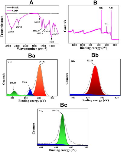 Figure 2. (A) FTIR spectrum of blank and CQDs (B) a Full XPS spectrum. The high-resolution deconvoluted XPS peaks of CQDs for (Ba) C1s, (Bb) O1s, and (Bc) N1s.