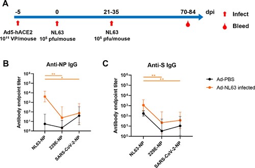 Figure 3. NL63 infected mice produced cross-reactive IgG against HCoV-229E and SARS-CoV-2 antigens. (A) Overview of Ad5-hACE2 transduction and NL63 infection of BALB/c mice. (B, C) The ELISA plates were coated with N or S. The sera were collected from the Ad-PBS group (n = 5) and Ad-NL63 infected groups (n = 6). HRP-conjugated goat anti-mouse IgG Ab was used as secondary antibody. The absorbance was read at 450 nm after terminating reaction. Statistical significance was determined by the two-tailed t-test (*p < 0.05, **p < 0.01).