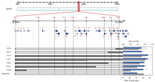 Figure 3. Fine mapping of RG5 in rice. Black and white line mean chromosome of Kasalath andKoshihikari, respectively. In phenotype data, blue box indicated grain number per a panicle.Gray box did the ratio of filled grain (%) without 3-E-6.All markers were listed in supplemental table 3.