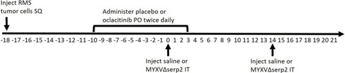 Figure 1 Diagram of the timeline (in days) of oral (PO) and intratumoral (IT) treatments given to mice bearing subcutaneous (SQ) rhabdomyosarcomas (RMS). Day 0 was designated as the first day that IT treatment was administered. Subsets of mice were euthanized on Days 4 and 7 for sample collection. The shortest and longest survival times were Day 11 and Day 31, respectively.