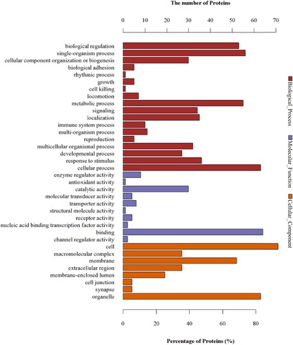 Figure 5 GO analyses of protein functions in M vs. C. The GO functional annotations of 76 differentially expressed proteins in M vs. C. The 76 differentially expressed proteins were classified from three aspects: biological processes, molecular functions, and cellular components.